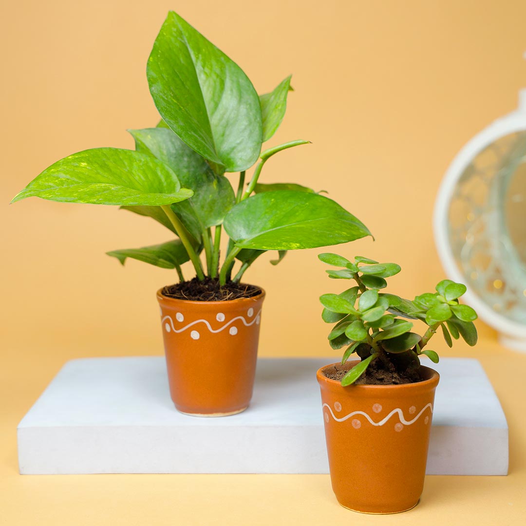 Ganesha & Om Rakhi With Good Luck Plant