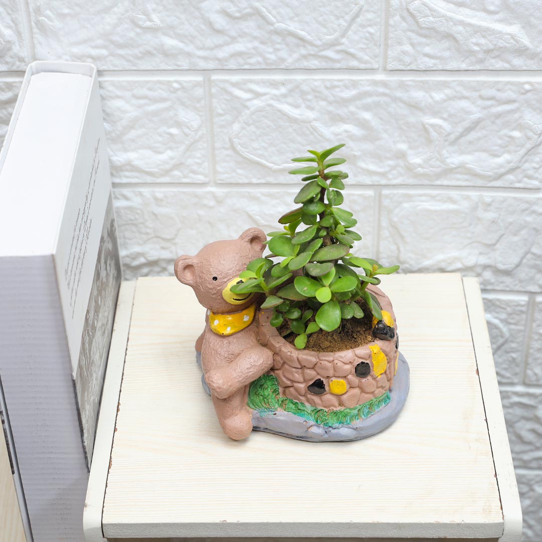 Gentlemen Bear with Jade Plant