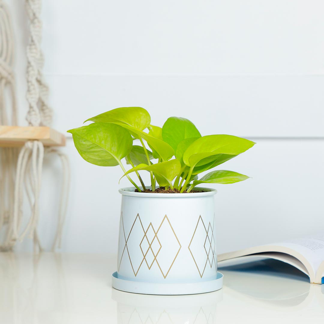 Golden Money plant In Decent White Pot With Plate Delivery
