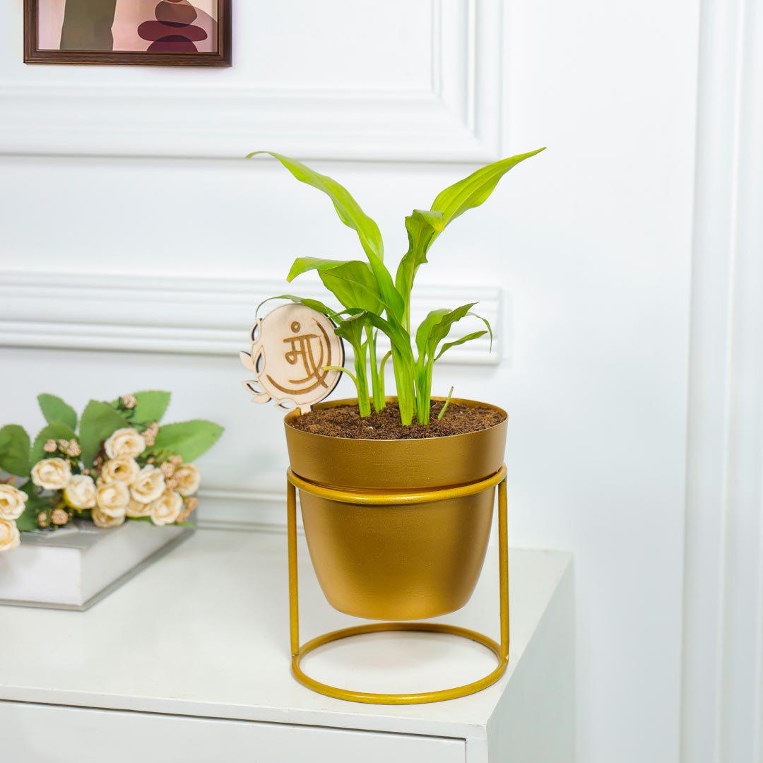 Golden Pot Peace Lily Plant For Maa