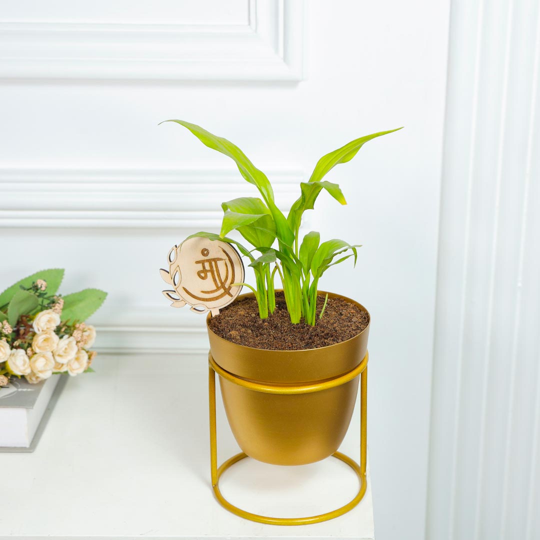 Golden Pot Peace Lily Plant For Maa