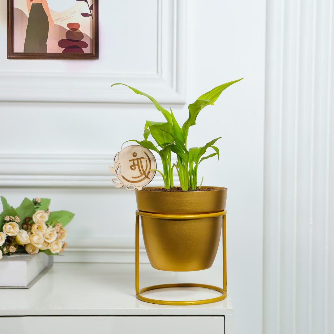 Golden Pot Peace Lily Plant For Maa