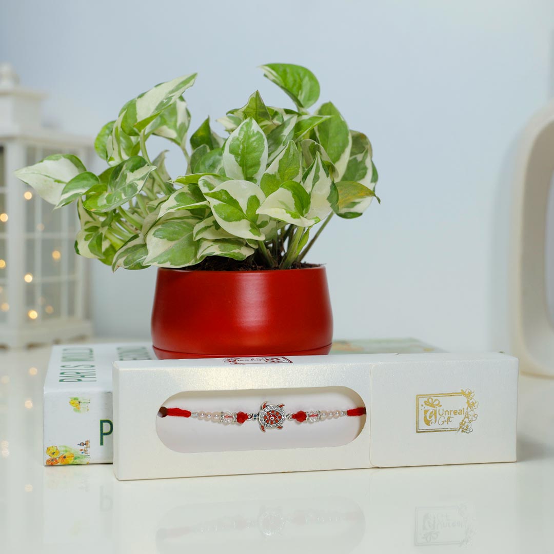 Good Luck Rakhi With White Pothos