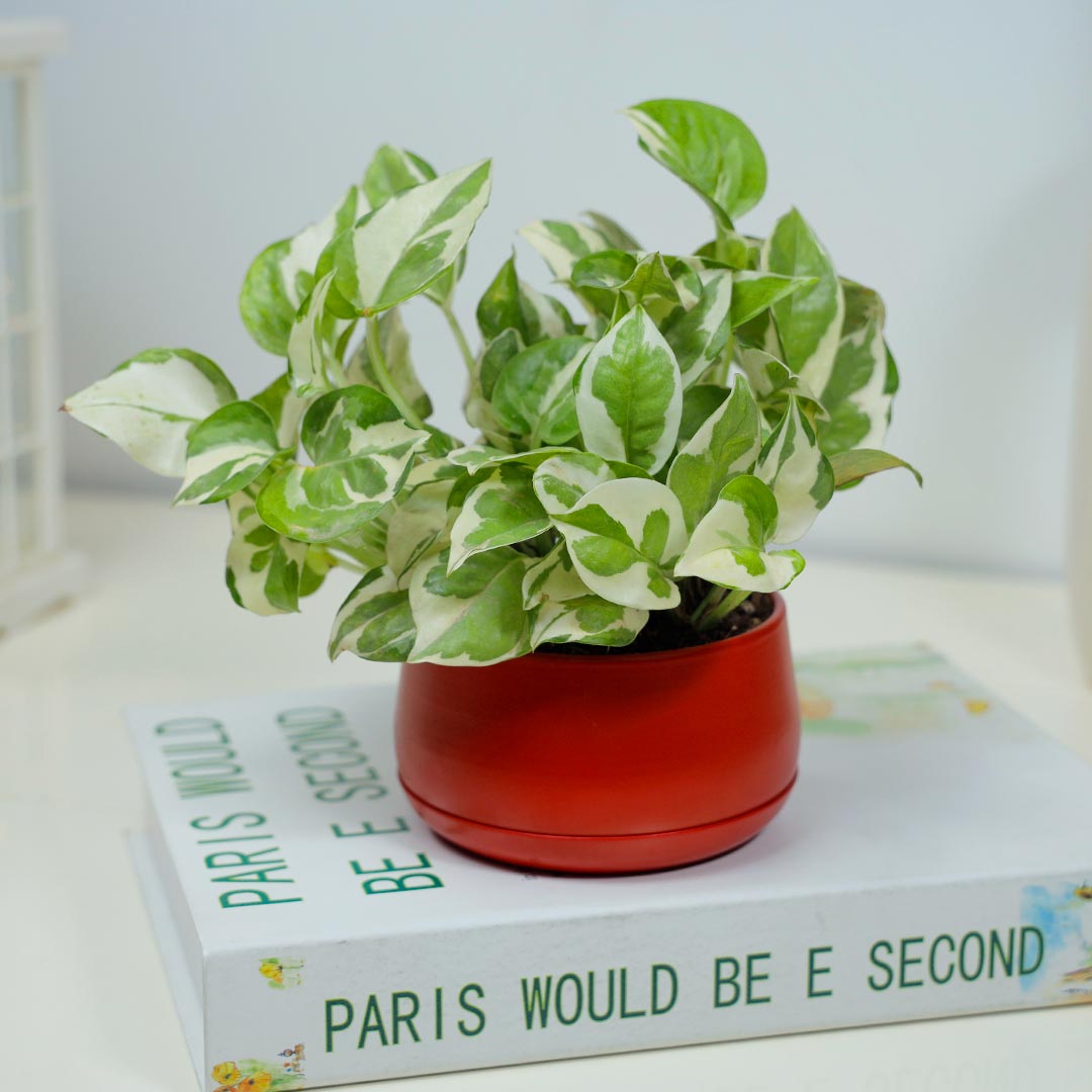 Good Luck Rakhi With White Pothos