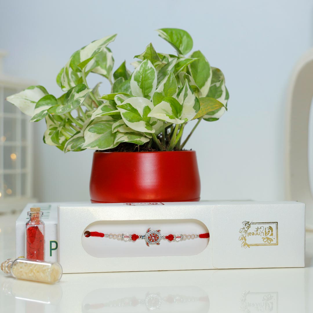 Good Luck Rakhi With White Pothos