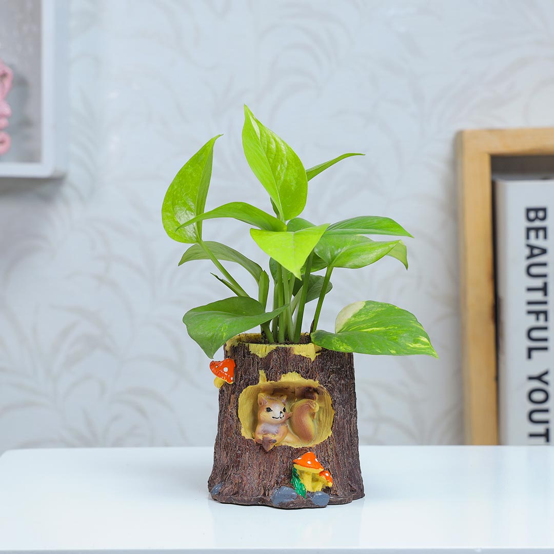 Green Money Plant In Half Wood Pot