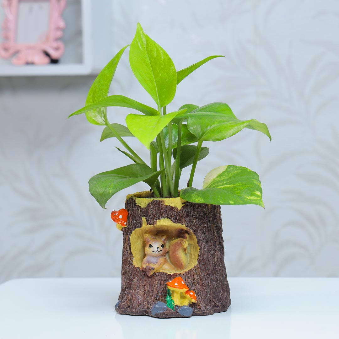 Green Money Plant In Half Wood Pot