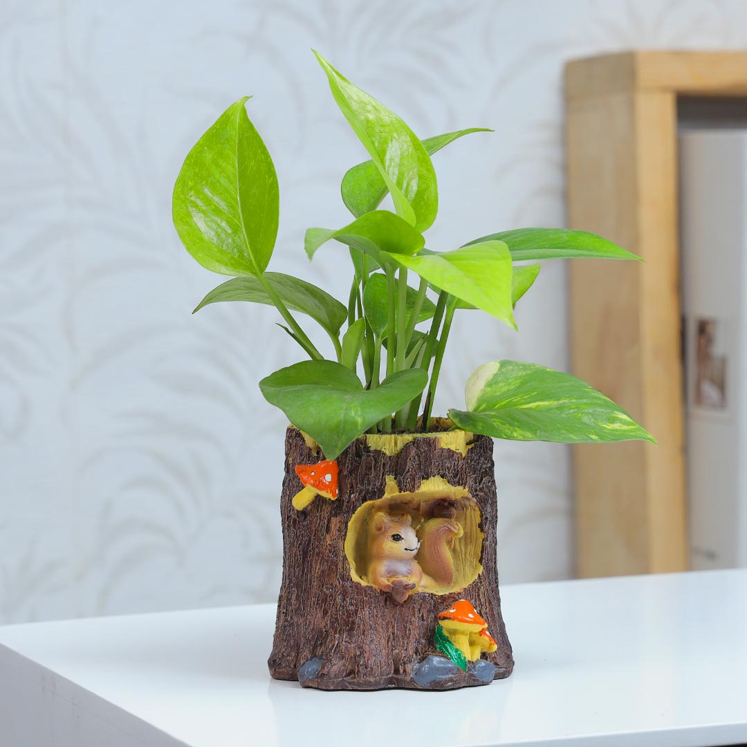 Green Money Plant In Half Wood Pot