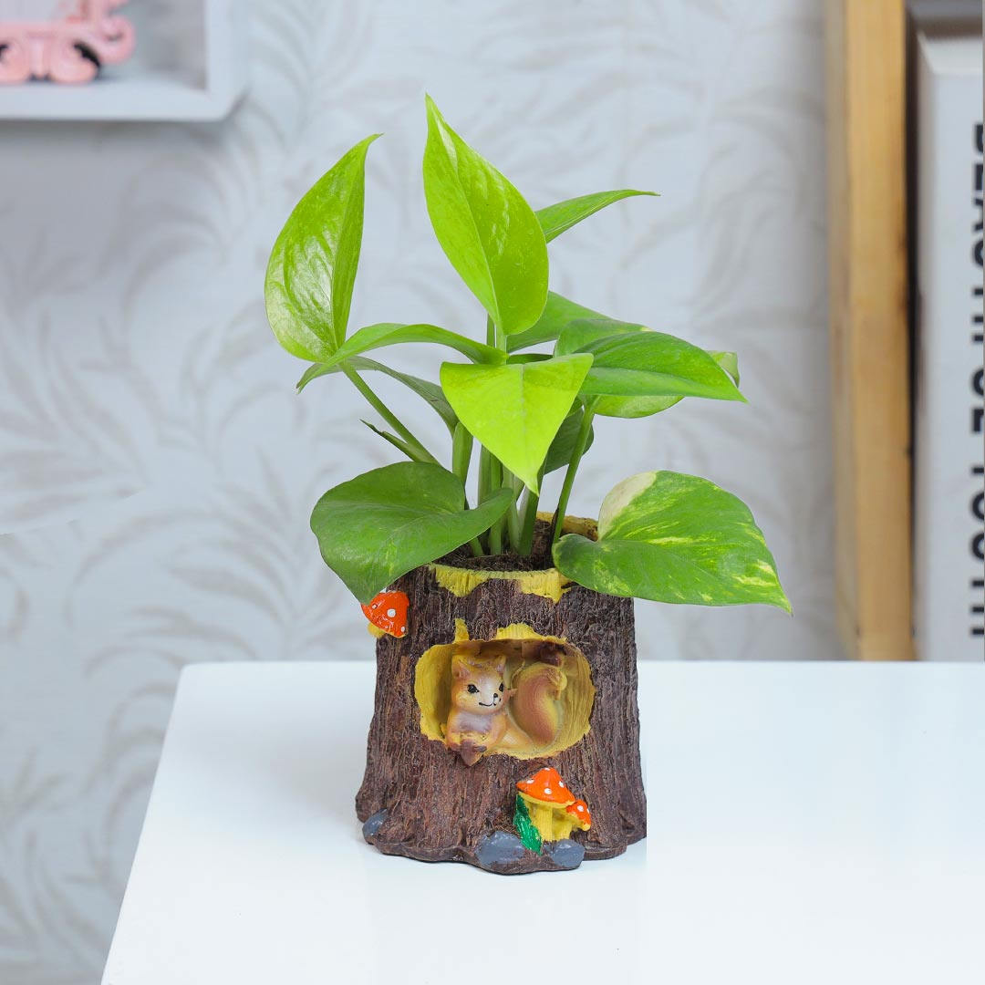 Green Money Plant In Half Wood Pot