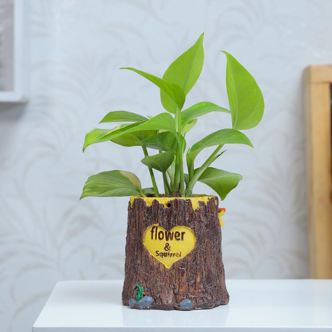 Green Money Plant In Half Wood Pot