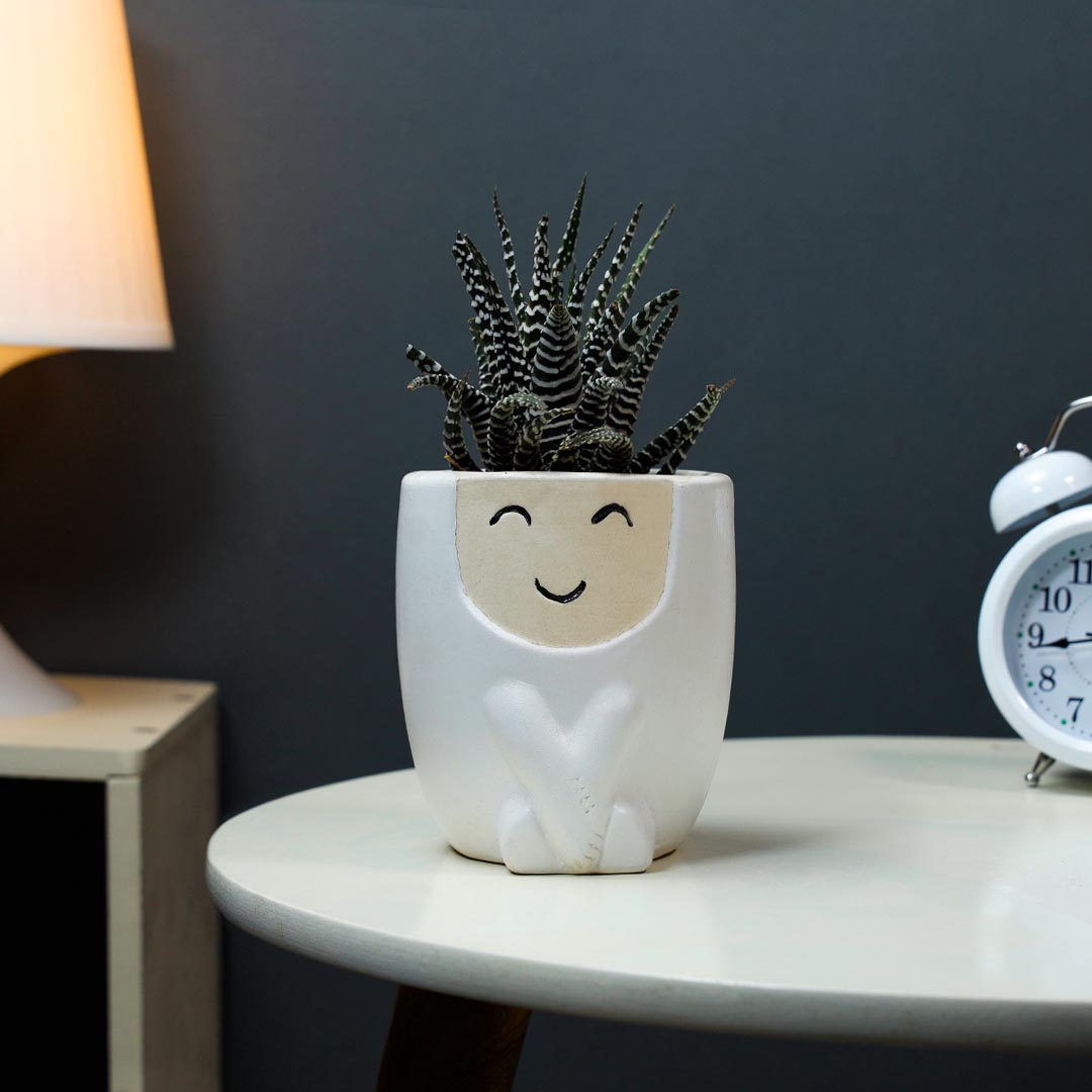 Haworthia In Blushing Teddy Pot