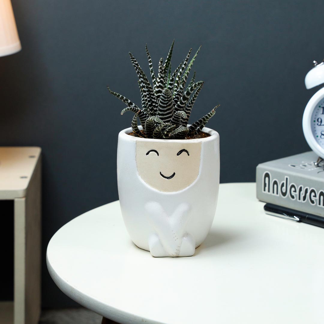 Haworthia In Blushing Teddy Pot