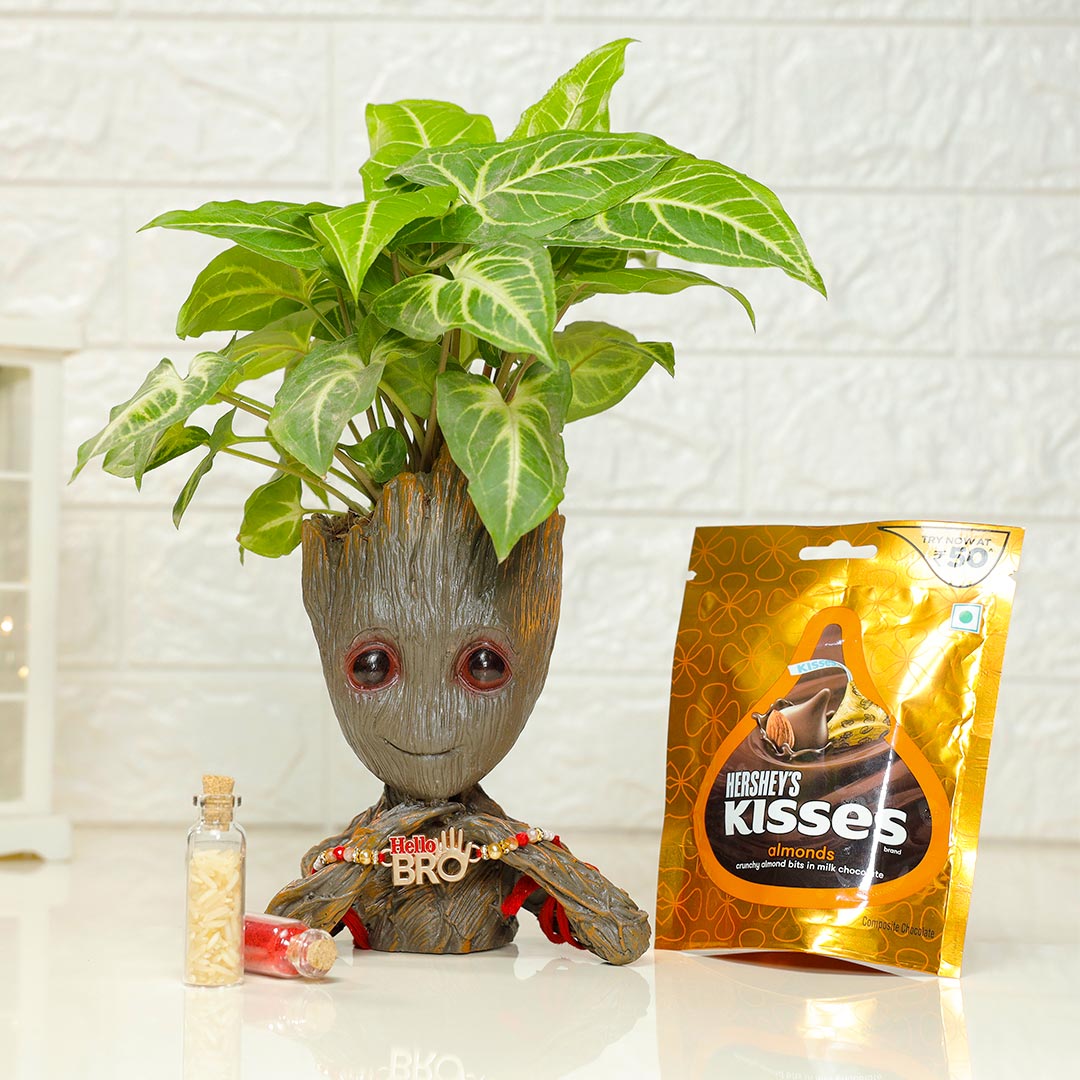 Hello, Bro Rakhi with Hershey's & Groot Plant