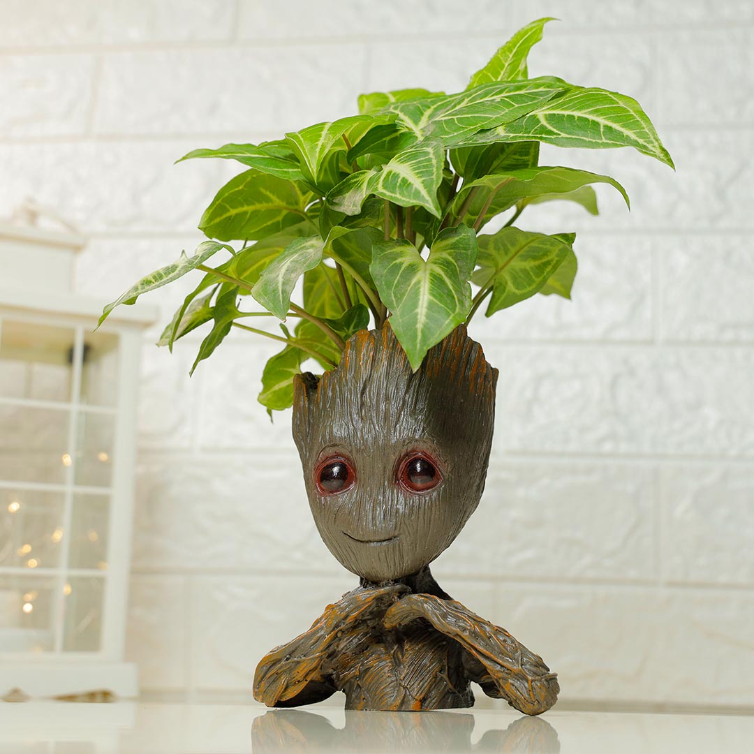 Hello, Bro Rakhi with Hershey's & Groot Plant