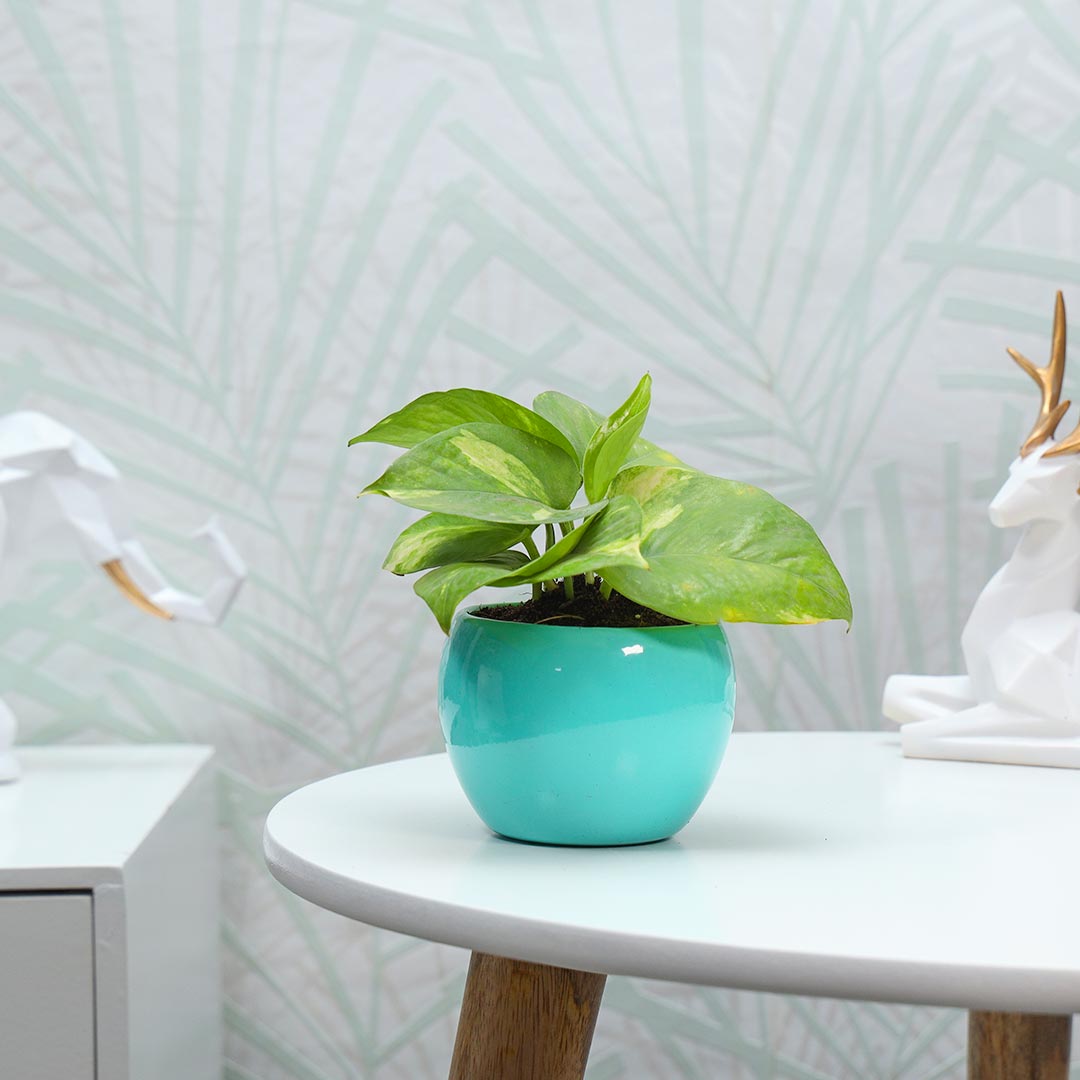 Iron potted Green Leafy Money Plant Online