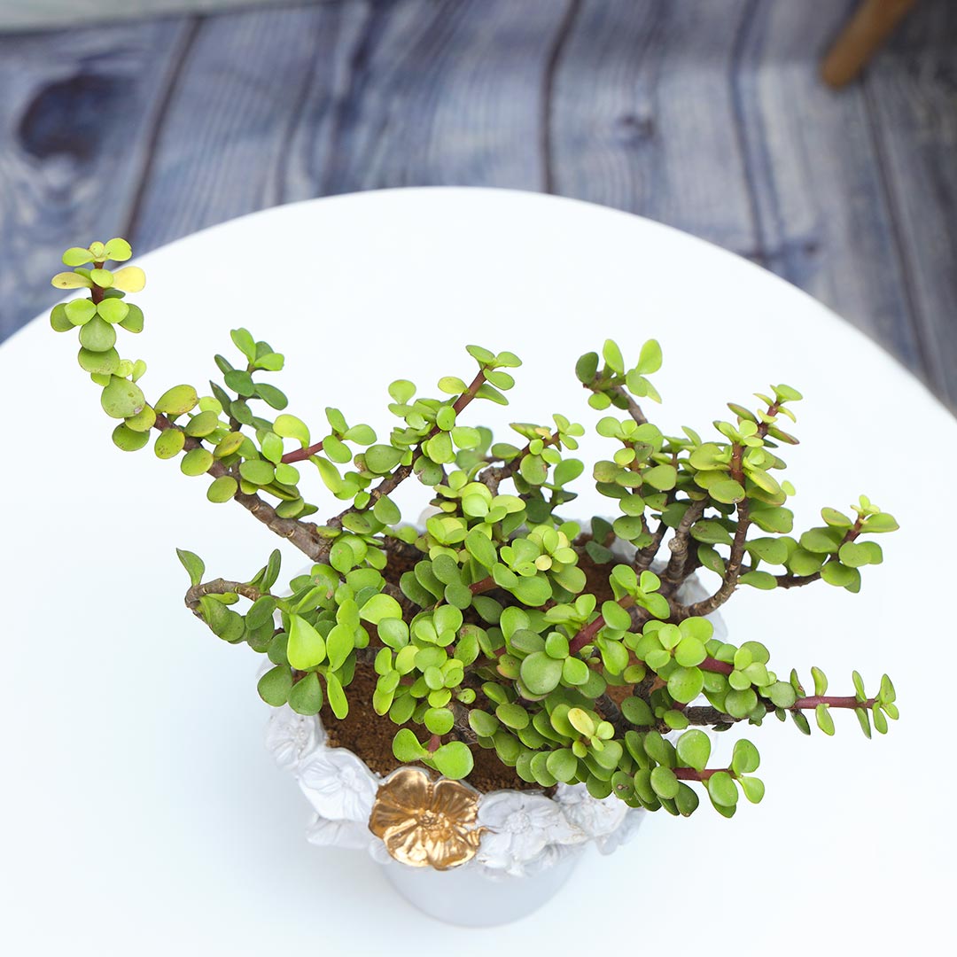 Jade Bonsai In Foral Resin Pot