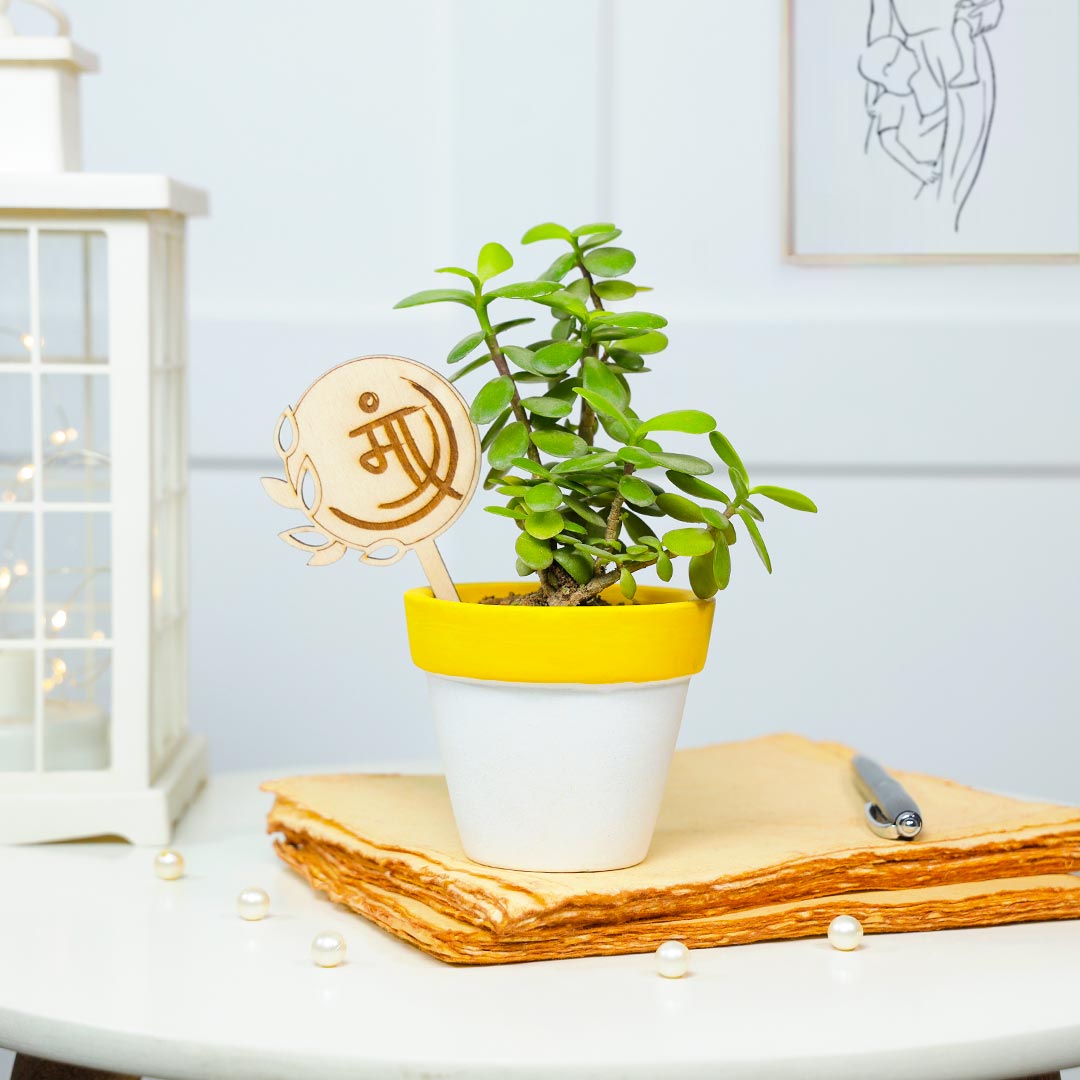 Buy Jade Plant In Terracotta Pot For Pyaari Maa Online