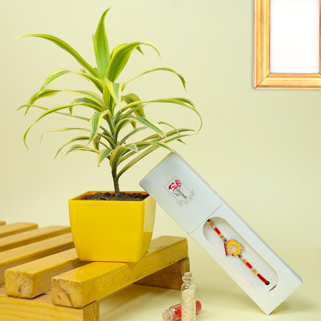 Kanha Rakhi With Air Purifying Plant