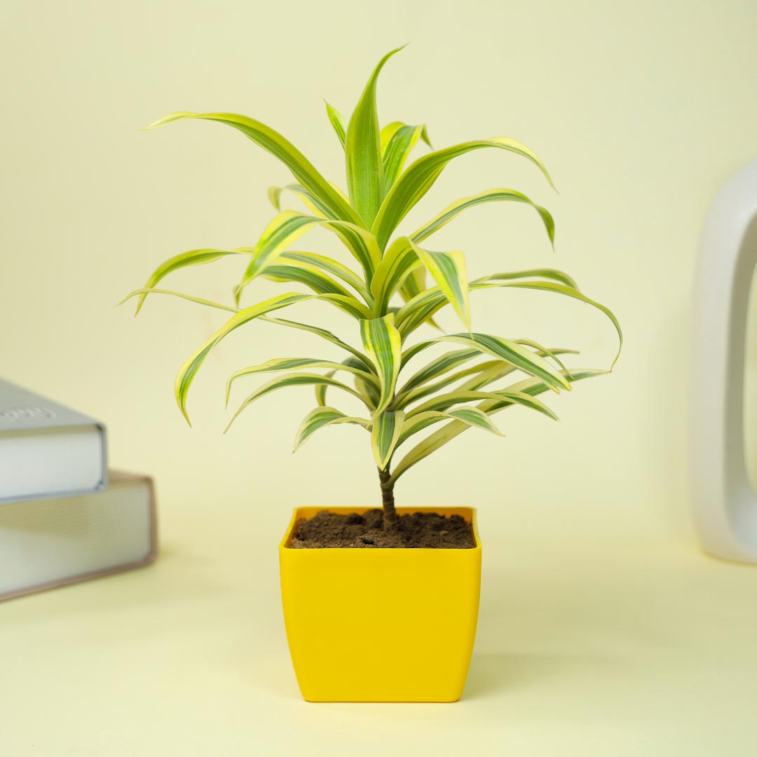 Kanha Rakhi With Air Purifying Plant