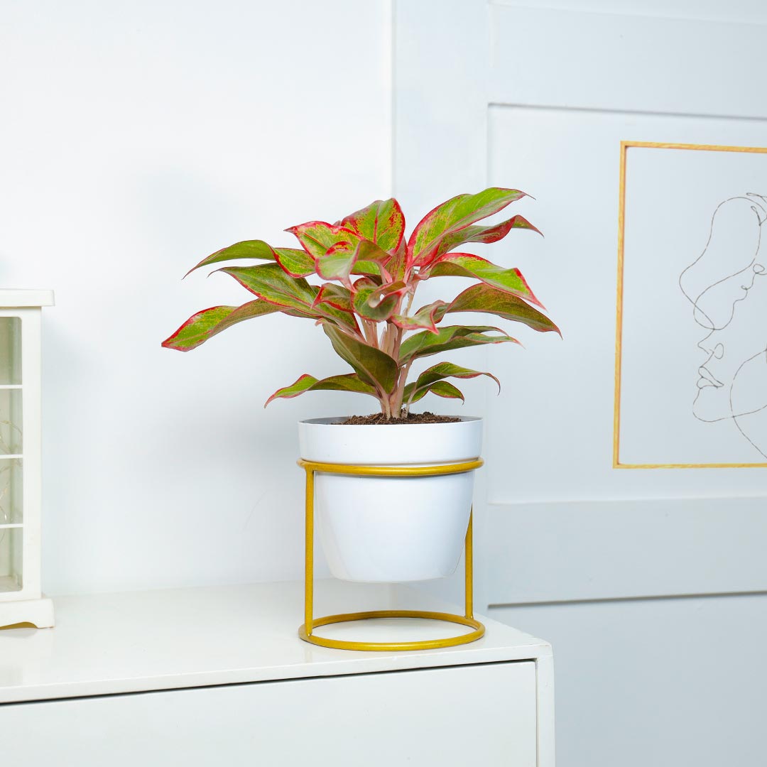 Love Red Aglaonema Plant Order Now