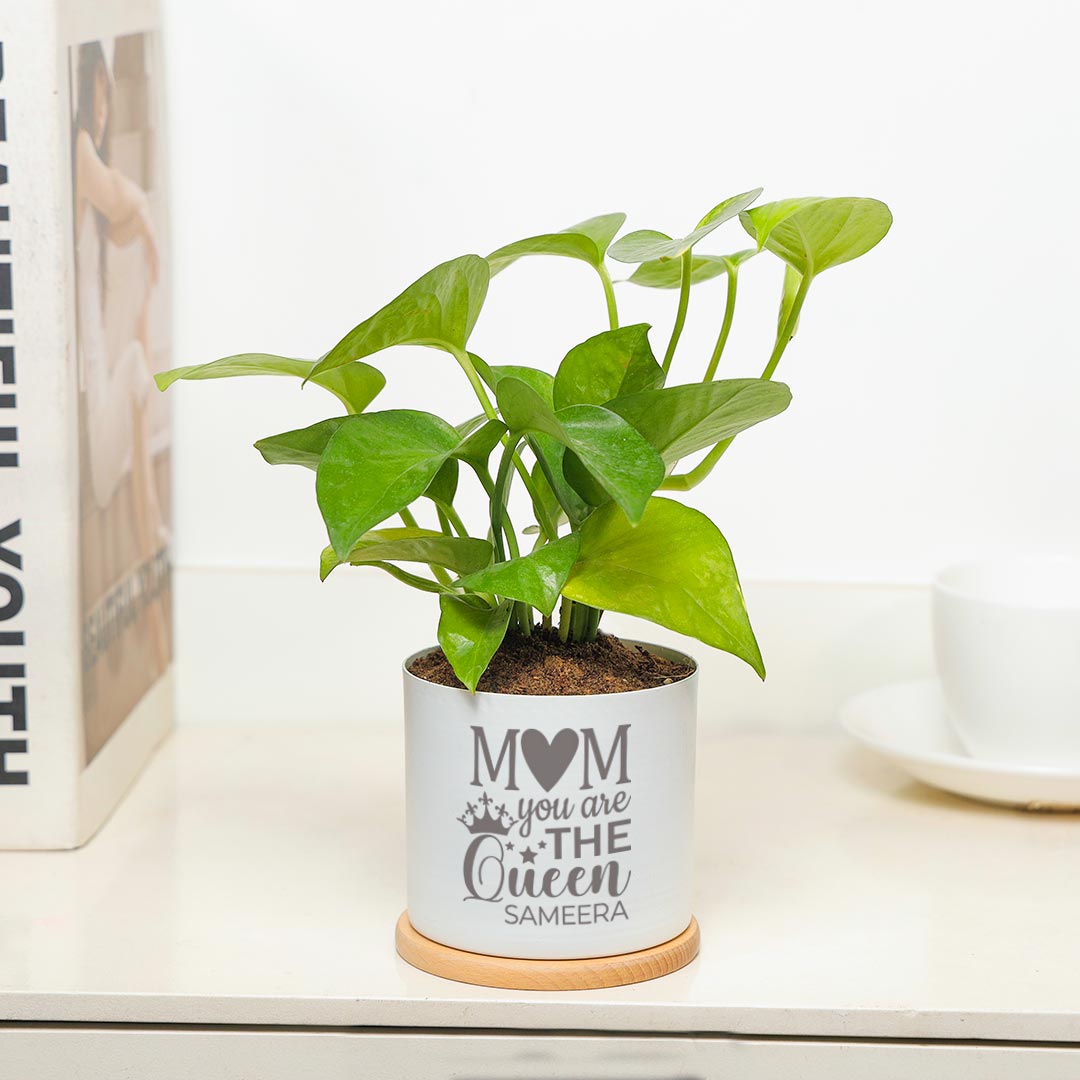 Lovely Potted Money Plant