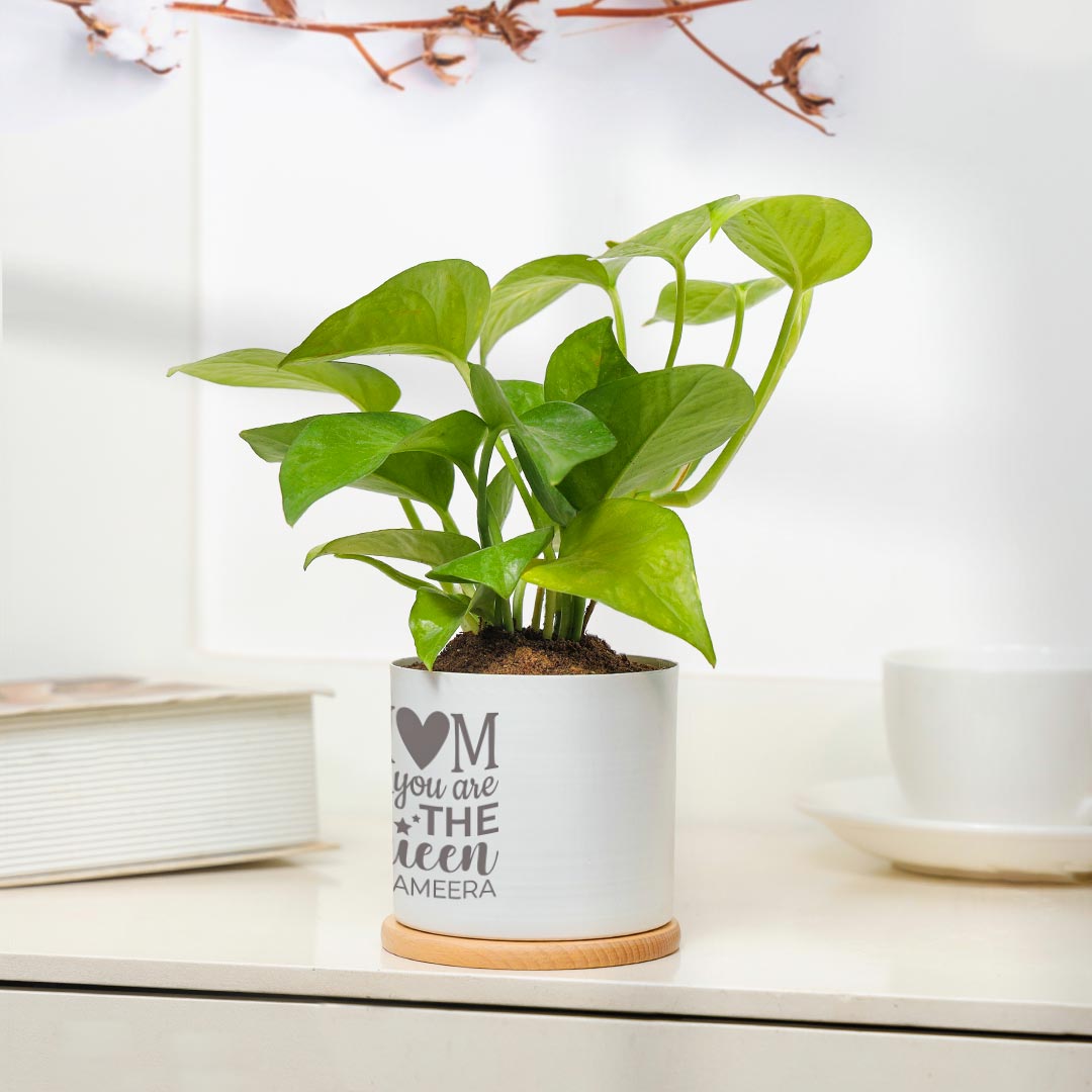 Lovely Potted Money Plant