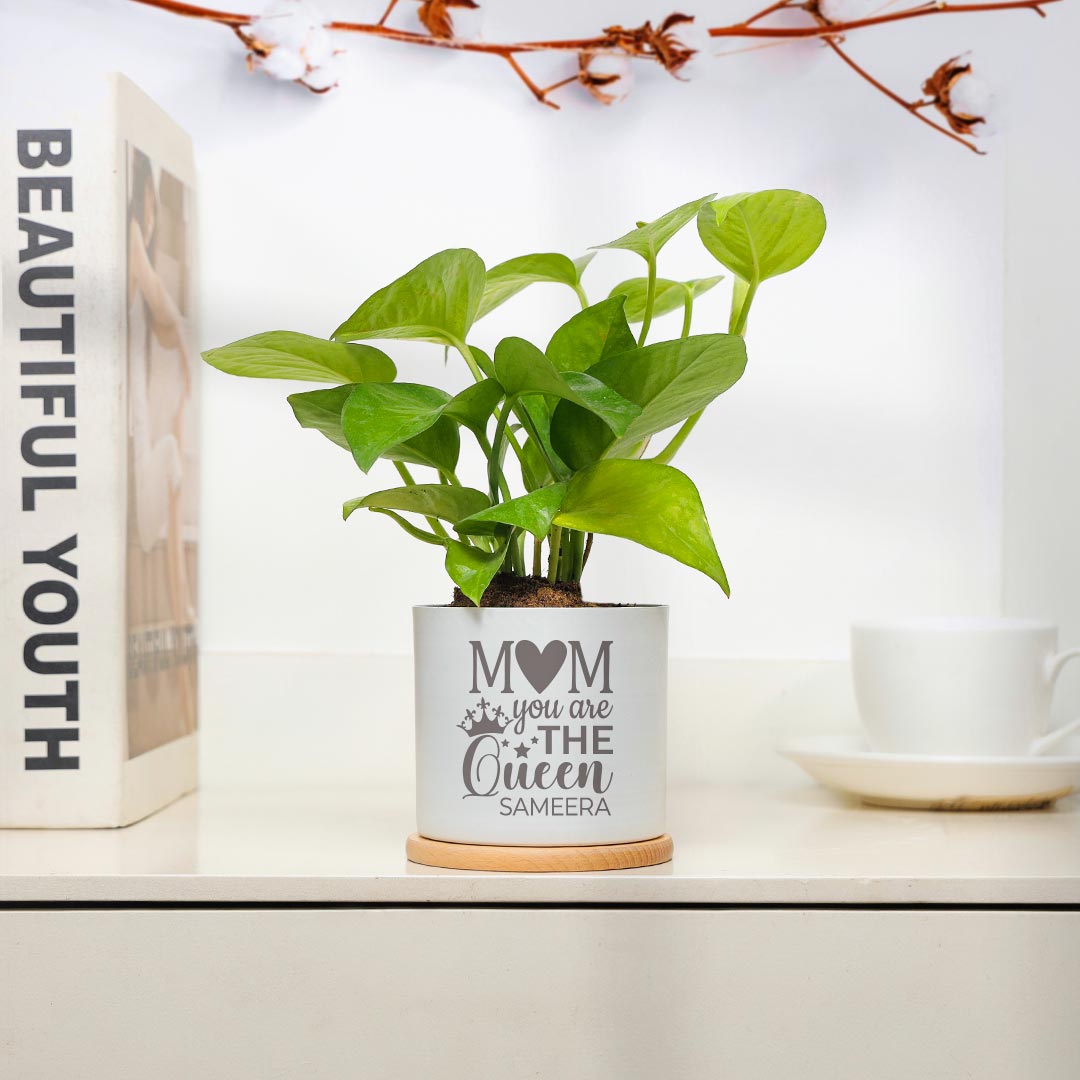 Buy Lovely Potted Money Plant