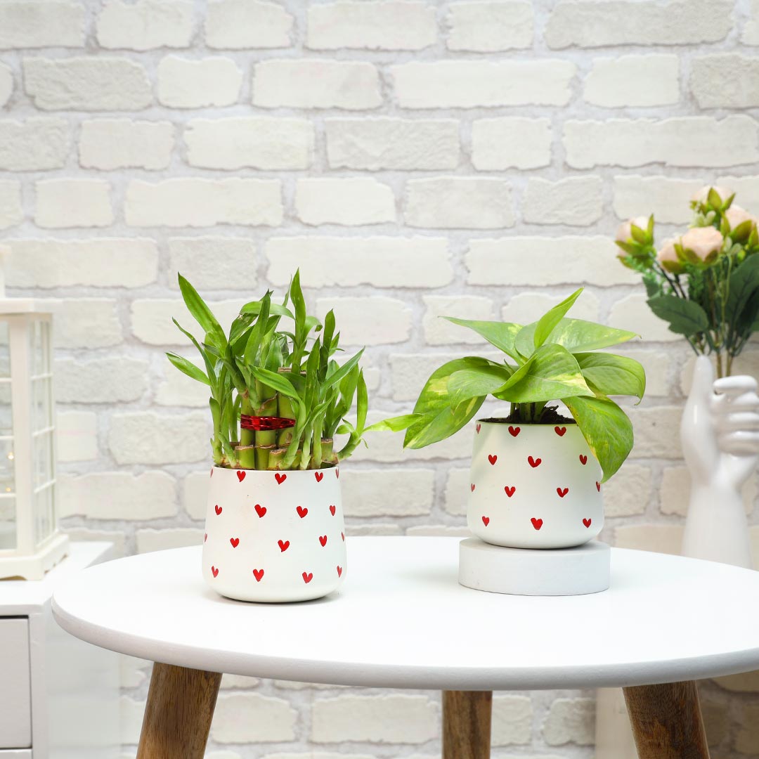 Lucky Bamboo & Money Plant in red hearts pot