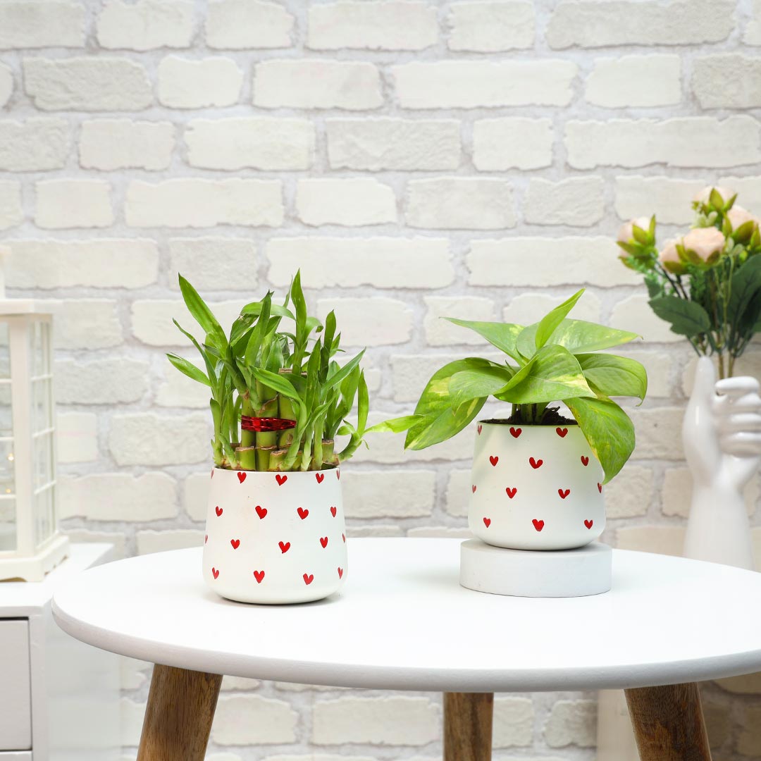 Order Lucky Bamboo & Money Plant in red hearts pot
