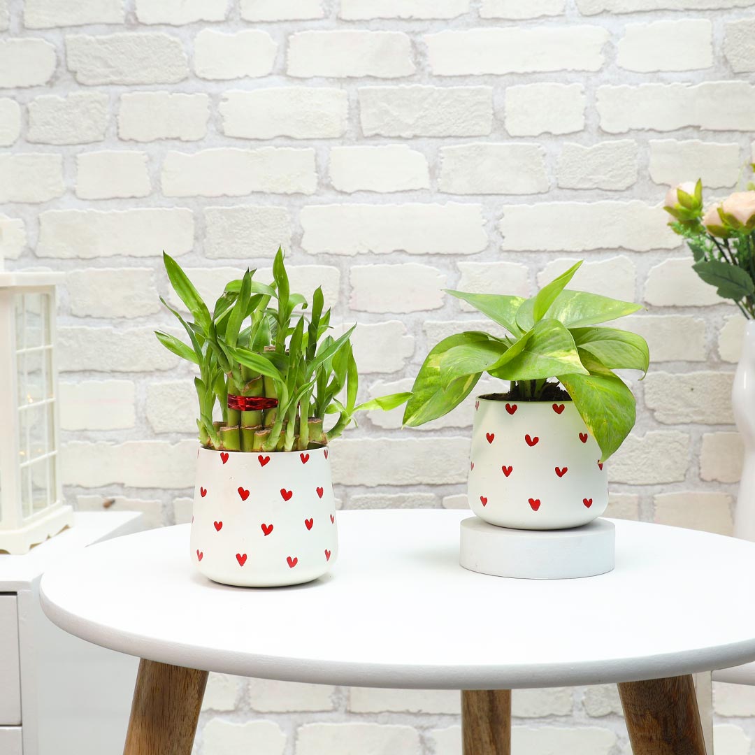 Lucky Bamboo & Money Plant in red hearts pot