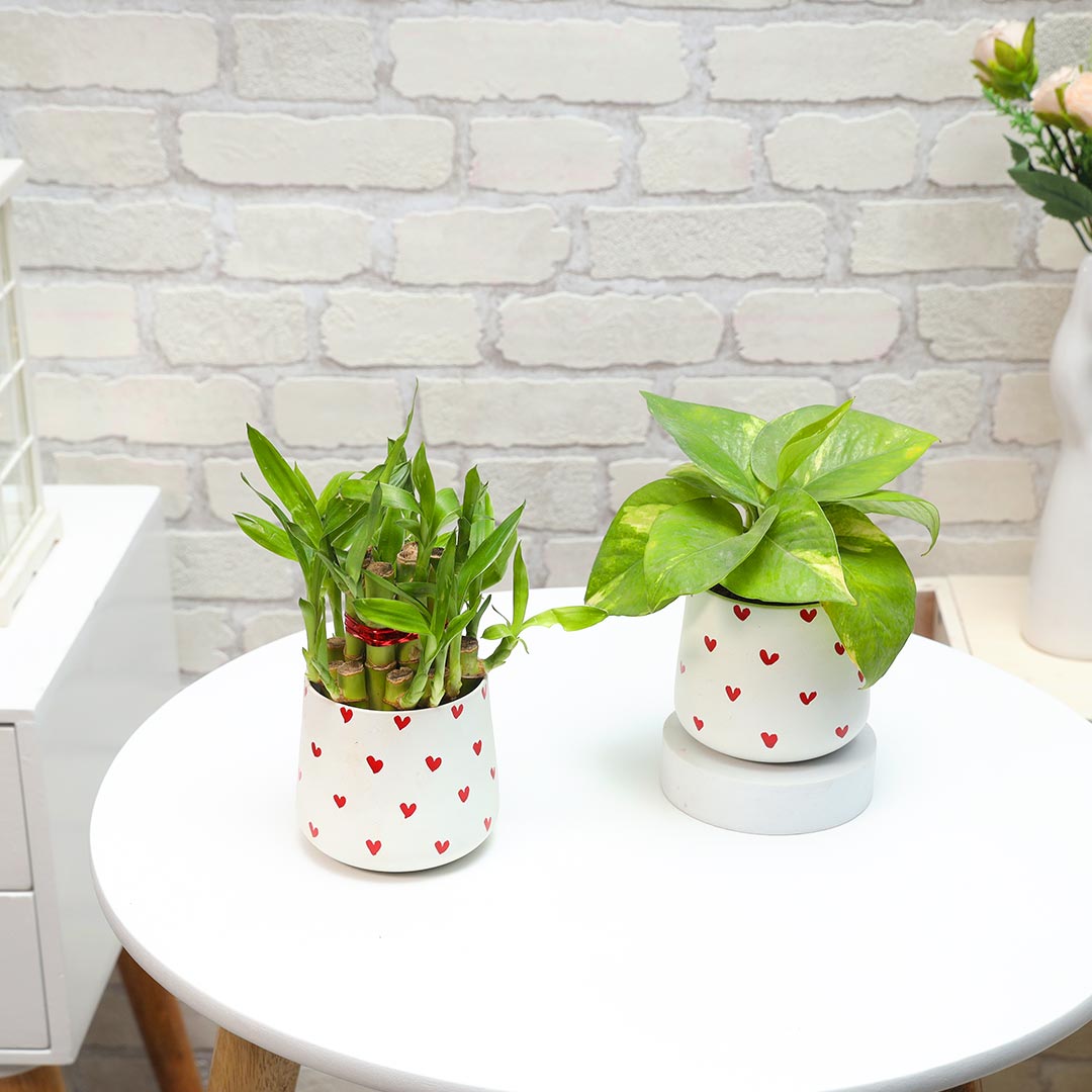 Lucky Bamboo & Money Plant in red hearts pot