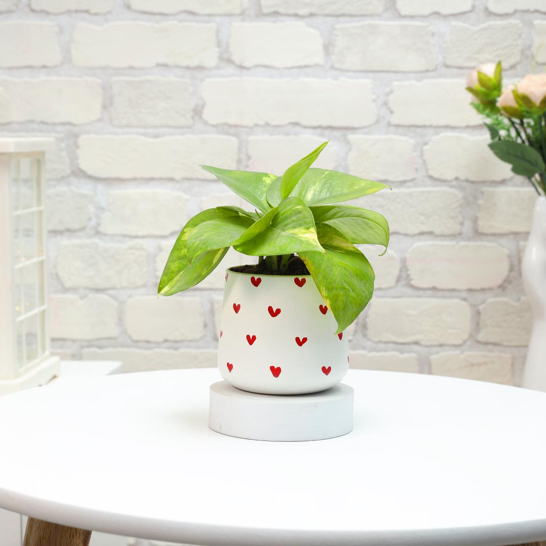 Lucky Bamboo & Money Plant in red hearts pot