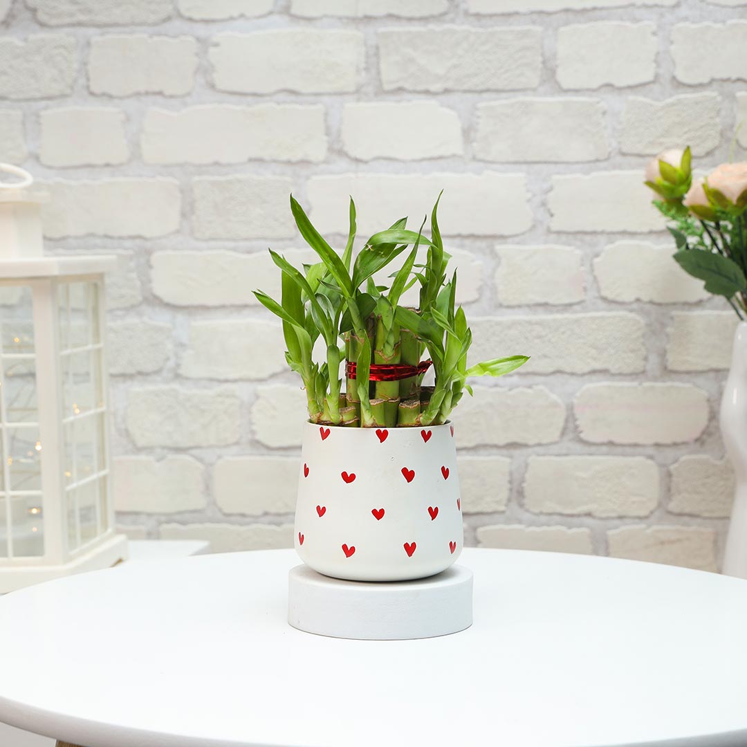 Lucky Bamboo & Money Plant in red hearts pot