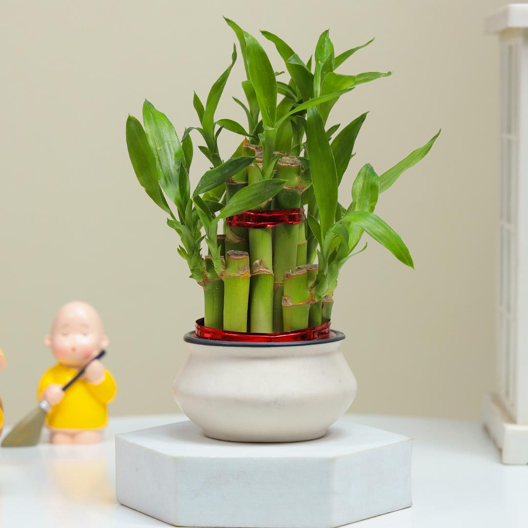 Lucky Bamboo And Monk Gift Set