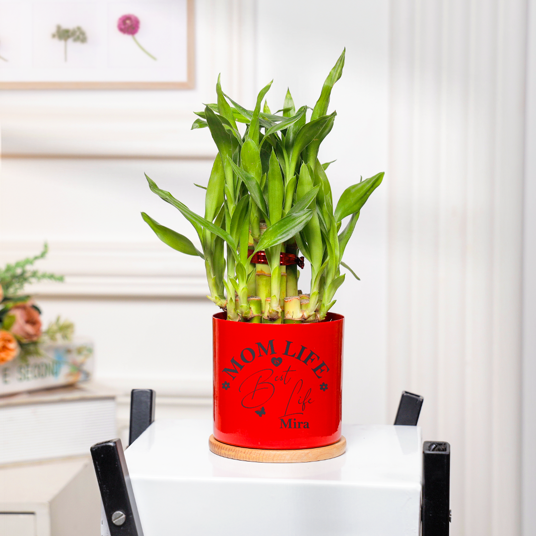 Lucky Bamboo For Mom