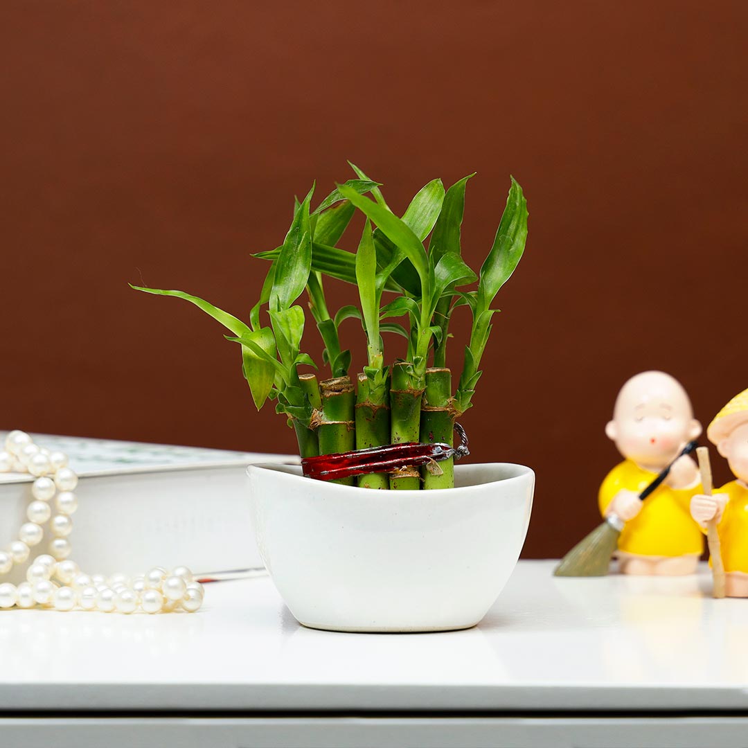 Lucky Bamboo in Boat with Monk