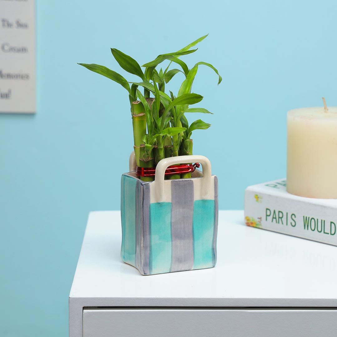 Send Lucky Bamboo In Ceramic Bag Online
