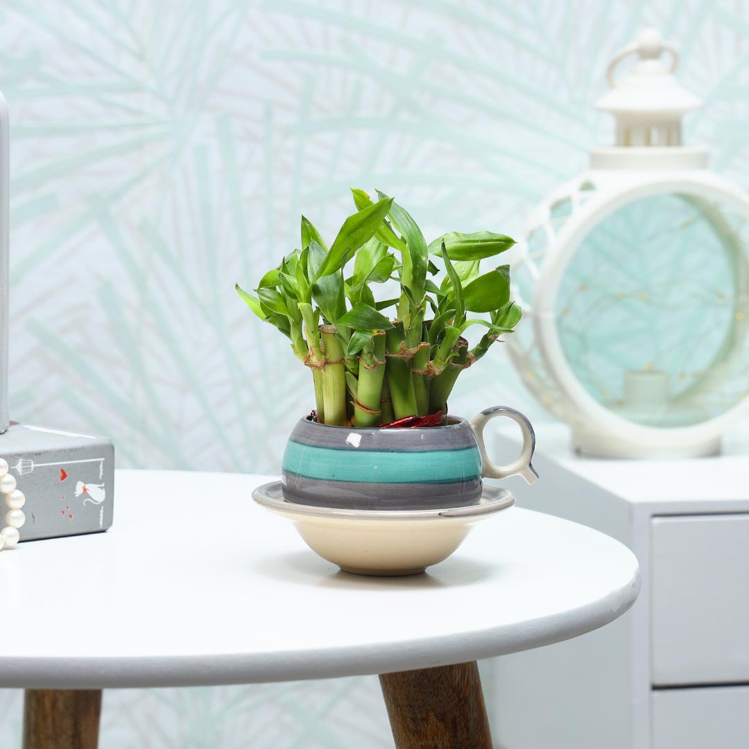 Send Lucky Bamboo In Cup Saucer