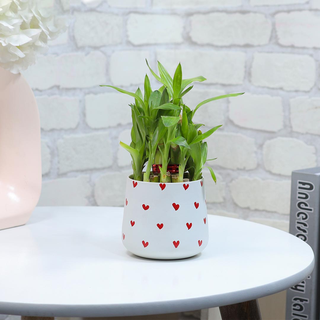 Lucky Bamboo In Heart Printed Pot