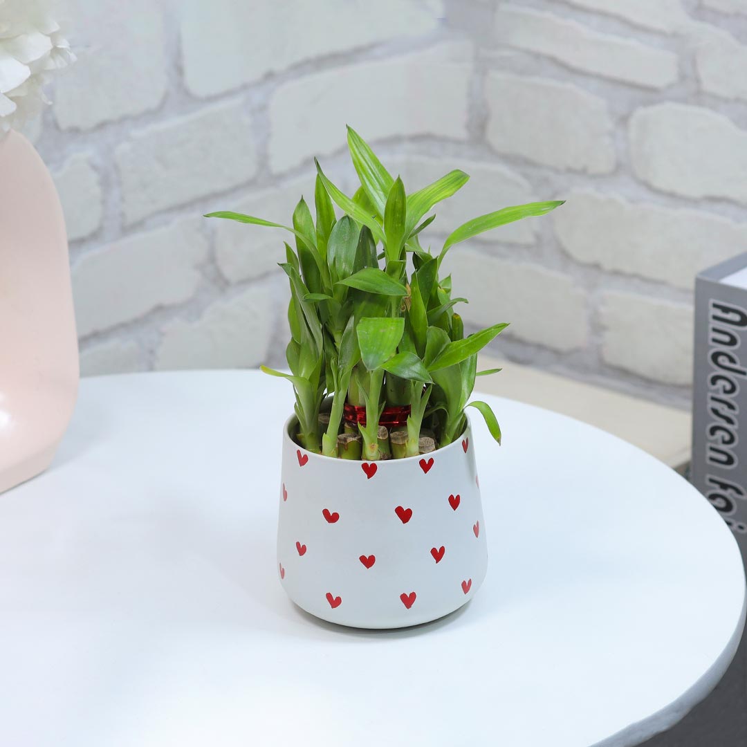 Lucky Bamboo In Heart Printed Pot