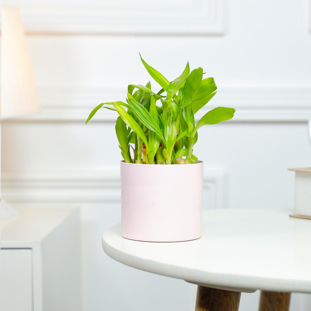 Order Lucky Bamboo In Pretty Pink Pot Online