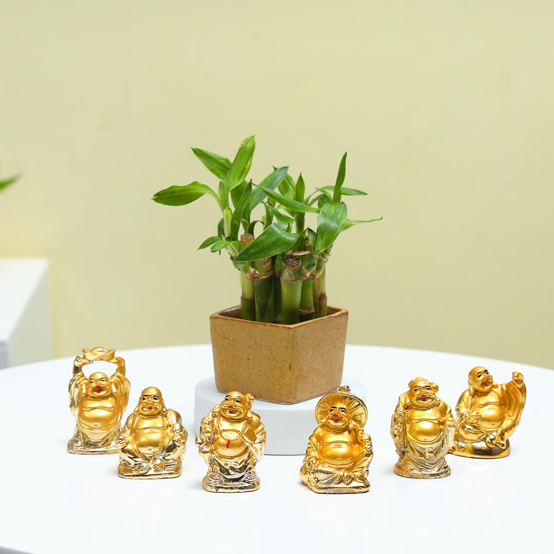 Lucky Bamboo plant with laughing buddhas