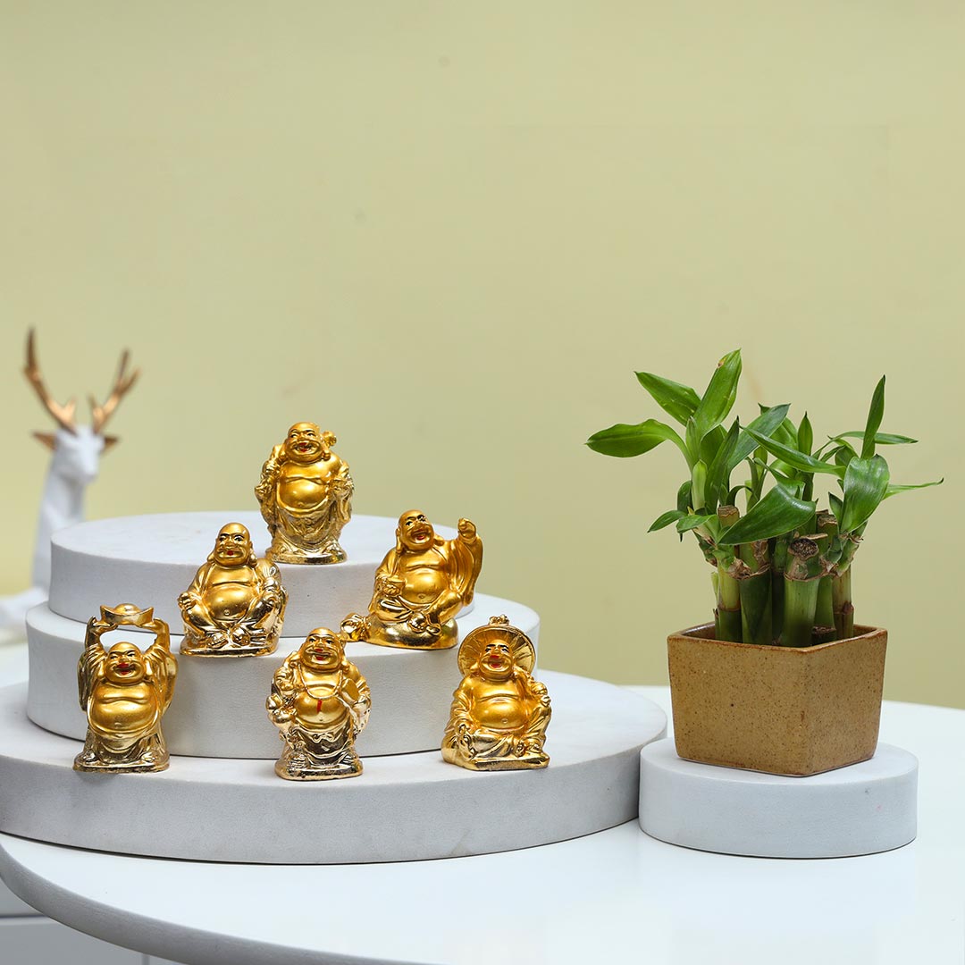 Lucky Bamboo plant with laughing buddhas