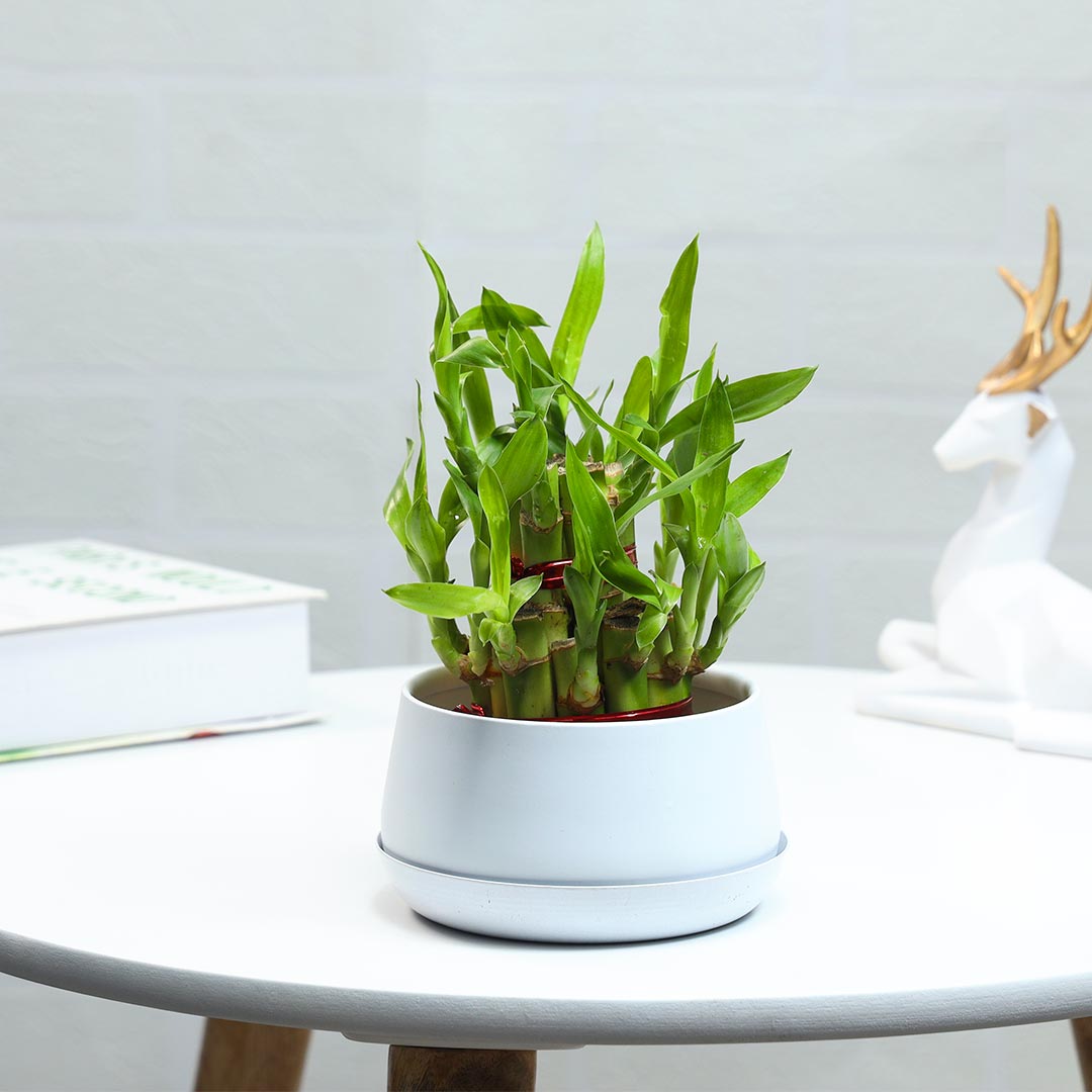 Lucky Bamboo potted in an iron pot with a plate