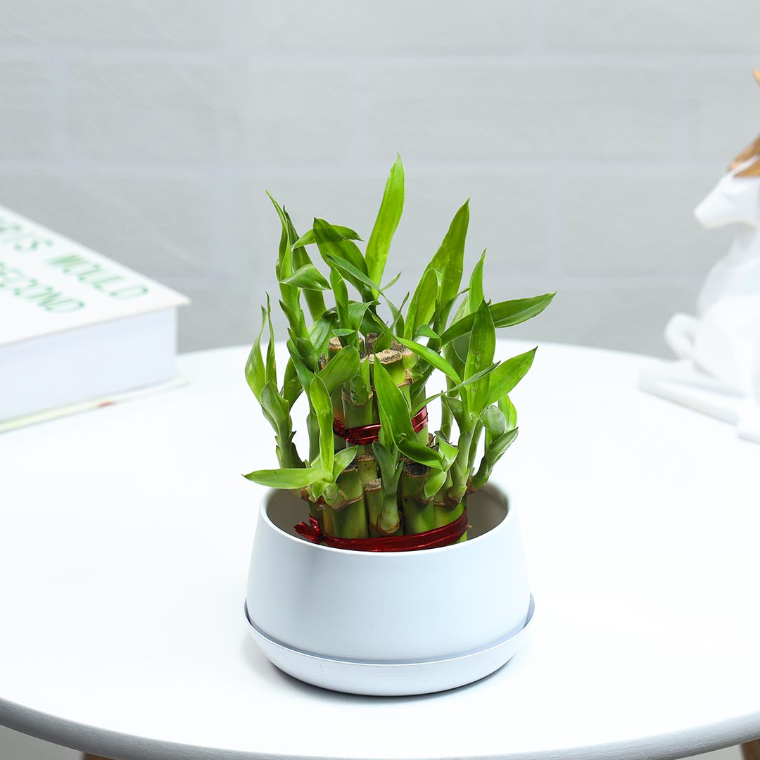 Lucky Bamboo potted in an iron pot with a plate