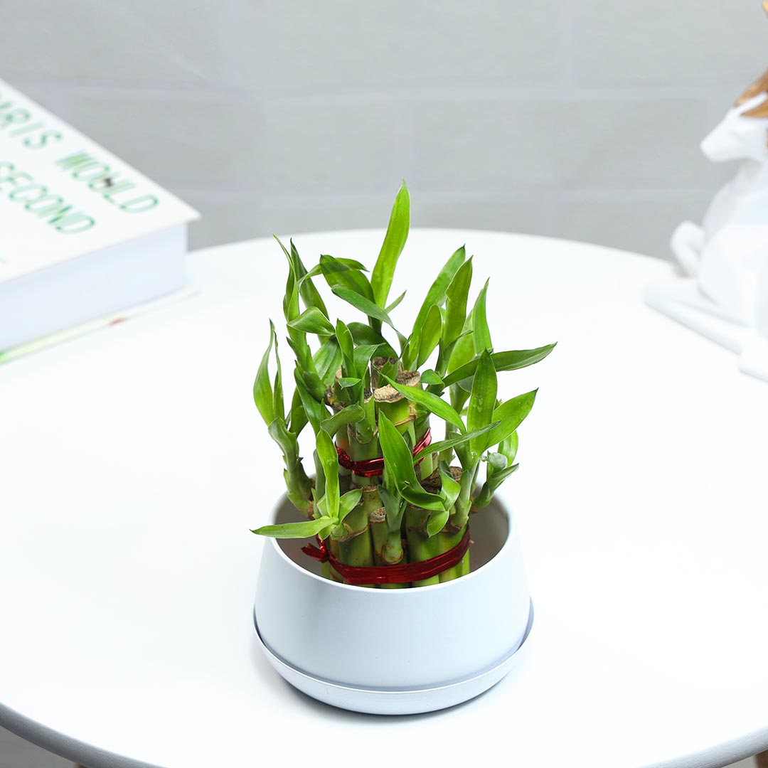 Lucky Bamboo potted in an iron pot with a plate