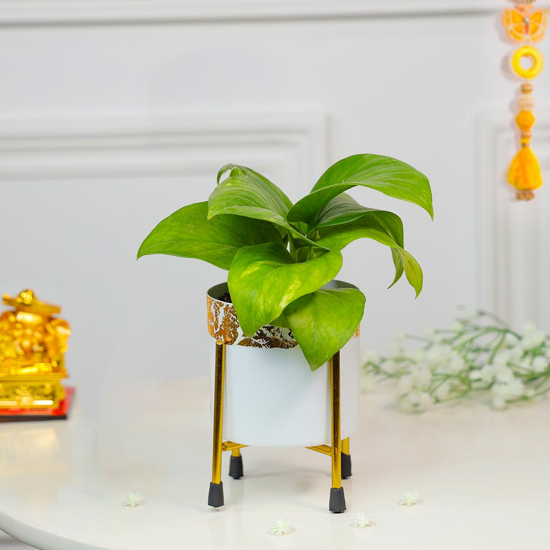 Lucky Charm Duo Of Ganesha And Money Plant