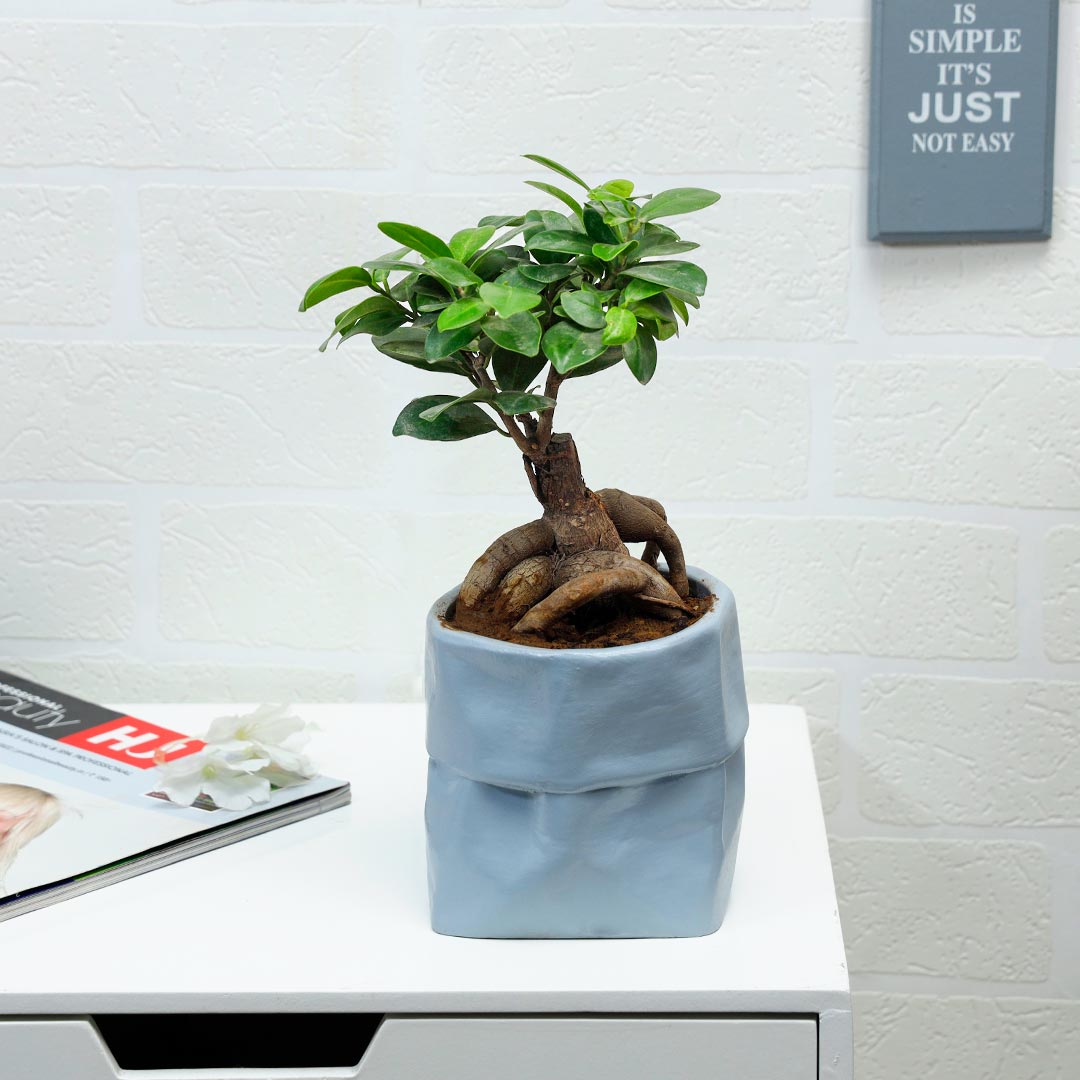 Order Microcarpa Bonsai In Grey Bag Online
