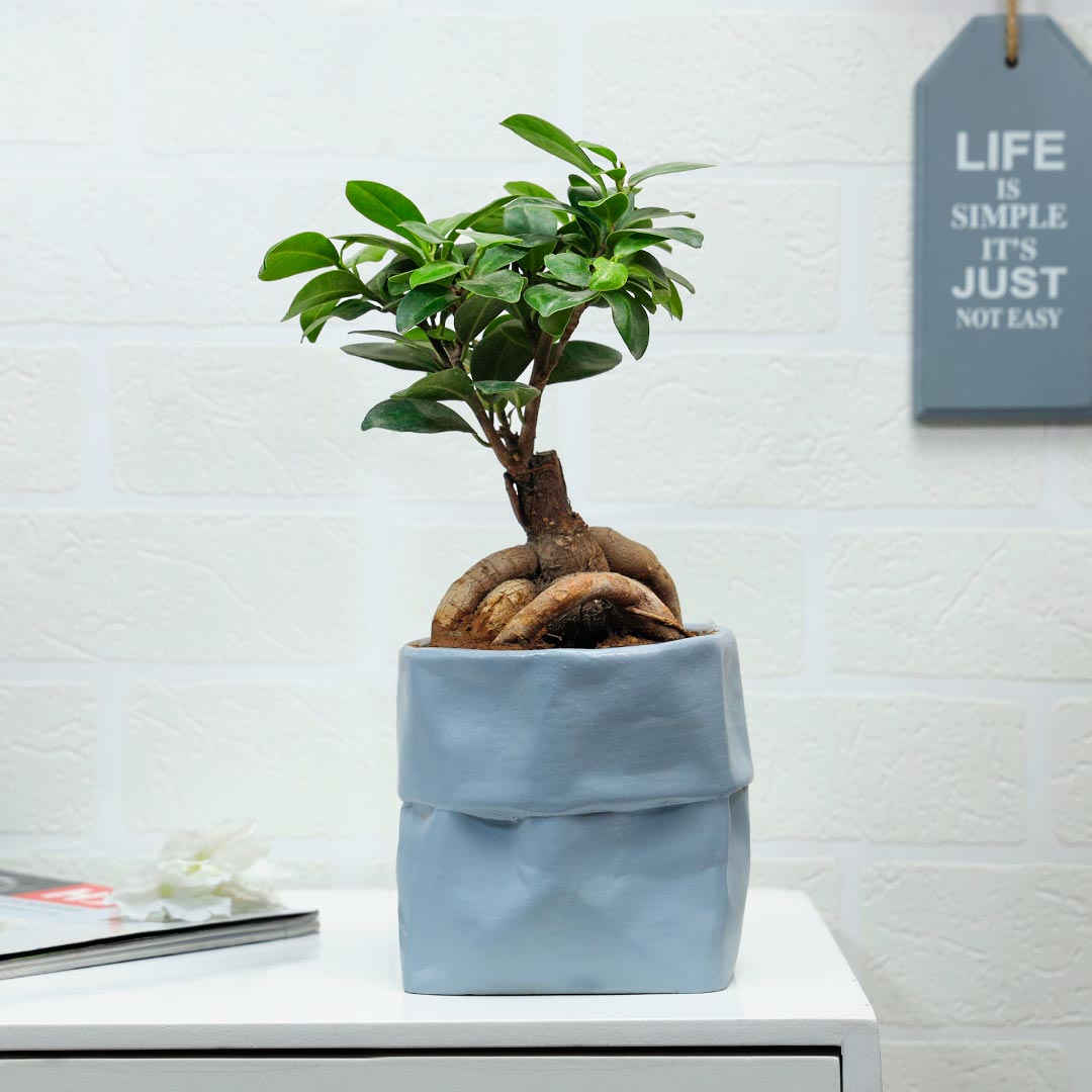 Microcarpa Bonsai In Grey Bag