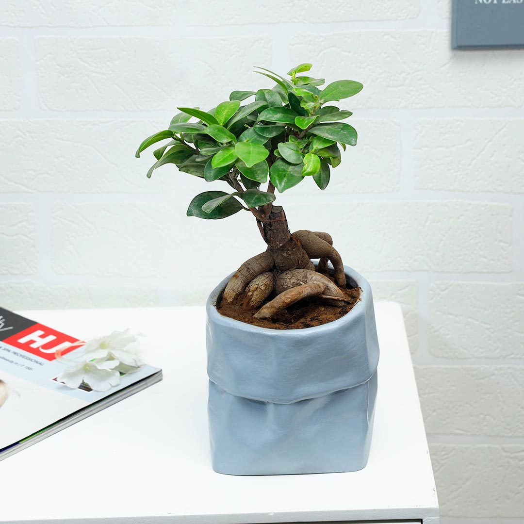 Microcarpa Bonsai In Grey Bag